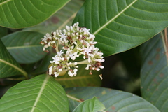 Psychotria truncata